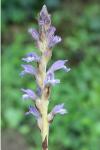 Phelipanche ramosa
