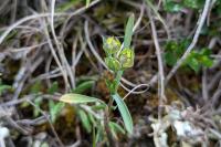 Bupleurum baldense