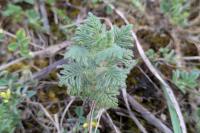Teucrium botrys