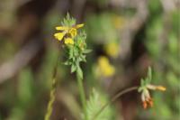 Ornithopus compressus