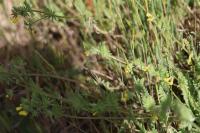Ornithopus compressus