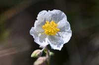 Helianthemum apenninum
