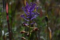 Muscari comosum