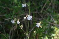 Silene latifolia