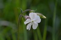 Silene latifolia