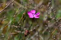 Dianthus carthusianorum