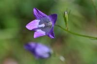 Campanula rapunculus
