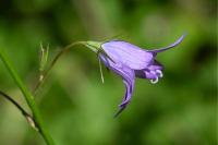Campanula rapunculus