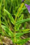 Scutellaria hastifolia