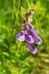 Scutellaria hastifolia