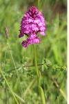 Anacamptis pyramidalis