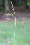 Carex flacca