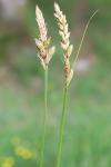 Carex disticha