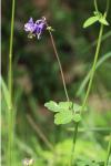 Aquilegia vulgaris