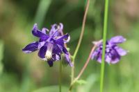 Aquilegia vulgaris