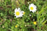 Leucanthemum vulgare
