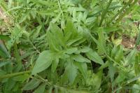 Centaurea scabiosa
