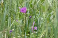 Malva sylvestris