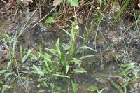 Ranunculus flammula