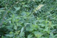 Phalaris arundinacea