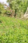 Phalaris arundinacea