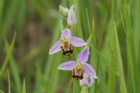 Ophrys apifera