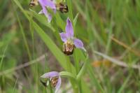Ophrys apifera