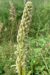 Himantoglossum hircinum