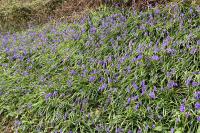 Hyacinthoides non-scripta