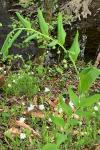 Polygonatum multiflorum