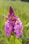 Anacamptis pyramidalis