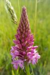 Anacamptis pyramidalis