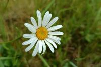 Leucanthemum vulgare