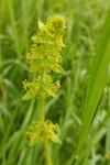 Cruciata laevipes