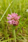 Trifolium pratense