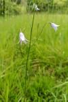 Campanula rapunculus