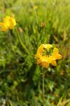 Lotus corniculatus