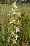 Platanthera chlorantha