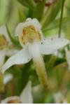 Platanthera chlorantha