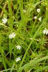 Stellaria graminea