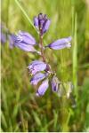 Polygala vulgaris