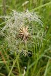 Tragopogon pratensis