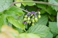 Solanum dulcamara