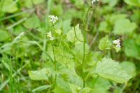 Alliaria petiolata
