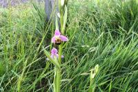 Ophrys apifera