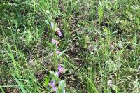 Ophrys apifera
