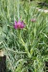 Tragopogon porrifolius