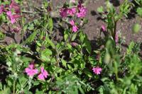 Silene dioica