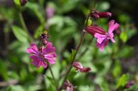 Silene dioica