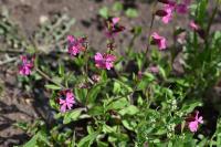 Silene dioica